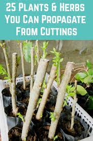 There are options to purchase various fruit tree cuttings online through places like ebay or. 25 Plants Herbs You Can Propagate From Cuttings Planting Herbs Propagating Plants Plants