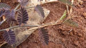 Image result for Polycarpaea eriantha