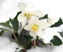 But, i have to admit, it took a lot of nerve to pull this off. A Winter Guide To North Carolina Blooms Winter Flowers Winter Garden Christmas Rose