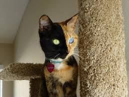 Apr 21, 2021 · choose from our unique cat names! Tortoiseshell Cat Wallpapers Wallpaper Cave