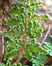 Image result for Cheilanthes multifida