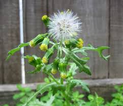 Leaf blades are large, 3 to 6 inches long, with cutting back perennial weeds again and again not only reduces reseeding, it also forces the plants to use up food reserves stored in their roots. Types Of Weeds Taylor Total Weed Control