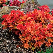 Heuchera Marmalade Terra Nova Nurseries Inc Heuchera 'marmalade' has shiny, ruffled leaves in amber shades with hints of bronze. heuchera marmalade terra nova