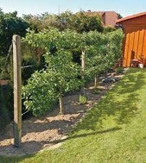 Www Krumme Naturgaerten De Sidebarrechts Gartenbau Img Obst Obst 01 Jpg Garten Garten Landschaftsbau Gartenbau