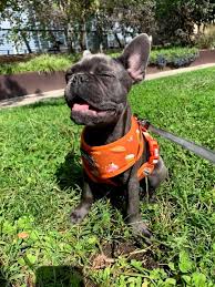 sevimli minik afacan bulldog yavru kopek kopek