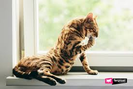 Wildanimalpets provides the best exotic house cats world wide with shipping, lucky for us cat lovers, here are two categories of exotic cat breeds that we can raise and love: 5 Curious Facts About The Bengal Cat Characteristics