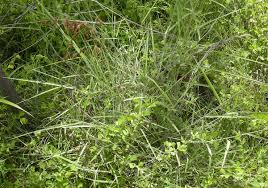 Image result for Grona stolzii