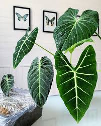 Pin On Statement Plants