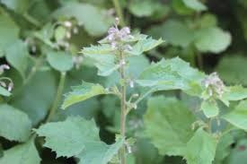 Image result for Blumea axillaris