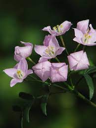 Boronia Pinnata Unusual Flowers Flowers Petals