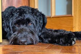 Maybe you would like to learn more about one of these? Are Bernedoodles Hypoallergenic Do They Shed