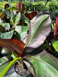 Image result for Musanga leo-errerae