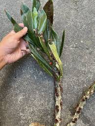 Image result for Dialium schlechteri