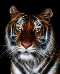 Download harimau wallpaper animasi apk 1.9 for android. 82 Harimau Ideas Tiger Stripes Pet Tiger Tiger Art