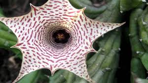 Today, the women who were accused are now considered to be martyrs and symbols of innocents wronged, and the massachusetts general court even established day of tribute to the victims as early as 1697. Rare Unusual Flowers Youtube