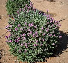 Leucophyllum Frutescens