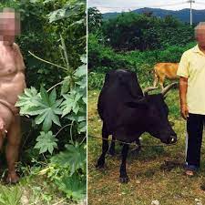 Cow vs man sex