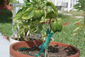 We did not find results for: Companion Planting For Peppers Insteading