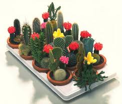 El cactus se diferencia de otras plantas por su sencillez y elegancia, algunos son tan escultóricos que no importa dónde se encuentren, se puede en yosoycactus.com hay una gran variedad de cactus artificiales y plantas suculentas para elegir, podemos encontrar productos originales e inventivos. Diferencia Entre Un Cactus Y Una Suculenta Suculentas