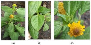 Image result for Acmella