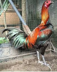 Download gambar ayam filipina peru | kata kata. Peruvian Gamefowl Info Ayam Peru And Sweater