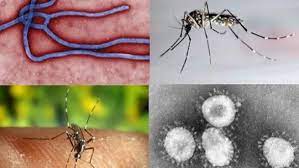 Y es que así se comprueba al analizar la estructura que posee: Dengue Ebola Malaria Chikungunya Estos Son Los Efectos De Las Seis Principales Enfermedades Tropicales