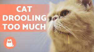 If you suspect that your cat is suffering, then you can get motion sickness medication from your vet. Why Is My Cat Drooling So Much Main Causes Youtube