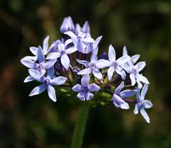 Image result for Pentanisia