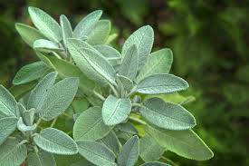 Hailing from the mediterranean, this fragrant herb has transformed from an ancient. Sage Plants The Healing Herb Plant Care And General Tips Plants Spark Joy