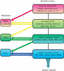 The nucleus is relatively a very small structure in brain but performs a variety of. Schema For Information Flow Between Thalamic Relay Nuclei Md Va And Download Scientific Diagram