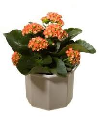 Kalanchoe Lovetoknow Plants Flowering House Plants House Plant Care