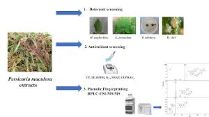 Image result for Persicaria madagascariensis