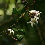 Image result for Jasminum breviflorum