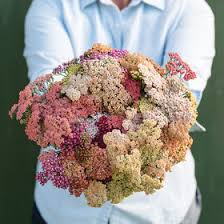 Maybe you would like to learn more about one of these? Bouquet Filler Flowers Johnny S Selected Seeds
