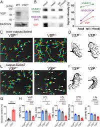 Humane animal trapping and pest exterminating for homes in the south shore and cape cod. Polarized Ptdins 4 5 P2 Distribution Mediated By A Voltage Sensing Phosphatase Vsp Regulates Sperm Motility Pnas