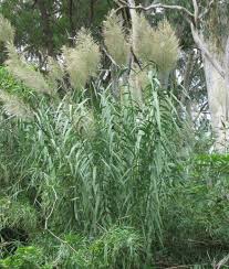 Image result for Arundo donax