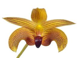 Image result for Bulbophyllum prorepens