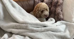 Anthropologie Faux Fur Throw Blanket Only 58 80 Shipped Regularly 98 Team Fave