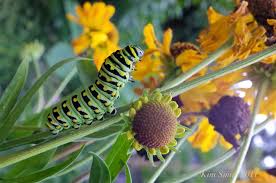 Queen anne's lace (daucus carota) is wild, edible and nutritious food. Black Swallowtail Caterpillar Kim Smith Films