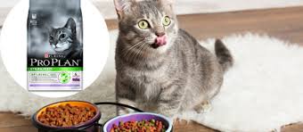 Proplan Kisir Kedi Mamasi Yorum Suzionline