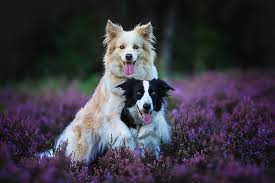 Affordable and search from millions of royalty free images, photos and vectors. Hd Wallpaper Forest Language Dogs Flowers Nature Pose Background Glade Wallpaper Flare