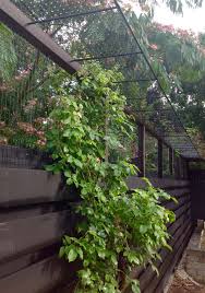 Cat Proof Fence Cat Fence Cat Proofing Backyard