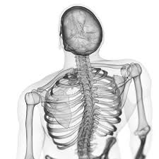 If you quote information from this page in your work, then the reference for this page is: Illustration Of Back Bones In Human Skeleton Body Thoracic Stock Photo 243613616