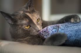 Cats can't get enough of the strong catnip scent and fun fabrics. 6 Best Cat Kicker Fish Toys Great Pet Care