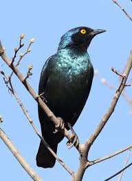 Gauteng Garden Birds Of South Africa Cape Glossy Starling Lamprotornis Nitens At Walter Sisulu National Botanical Garden Gauteng South Africa With Images National Botanical Gardens