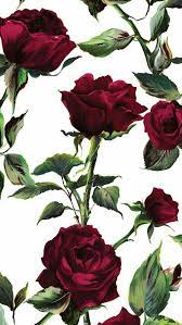 Rosas Rose Wallpaper Flower Wallpaper Phone Wallpaper 2048x1365 camino imagen de fondo de pantalla. pinterest