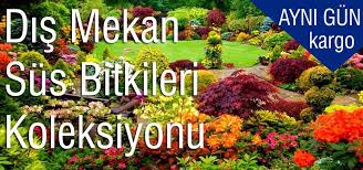 Dış mekan süs bitkilerinin türleri ve kullanım alanlarını sizler için derledik. Kargo Bedava Kampanyasi Fidan Istanbul Internetten Fidan Ve Fide Siparisi Her Cesit Peyzaj Bitkileri