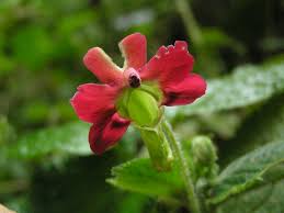 Image result for Impatiens austrotanzanica