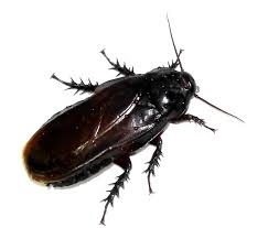 Resultado de imagen para FOTO DE CUCARACHA