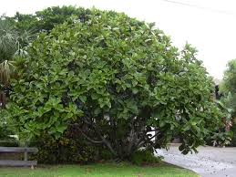6 Arboles De Sombra Perfectos Para Climas Calidos O Templados Jardineria On